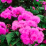 Ageratum houstonianum.png